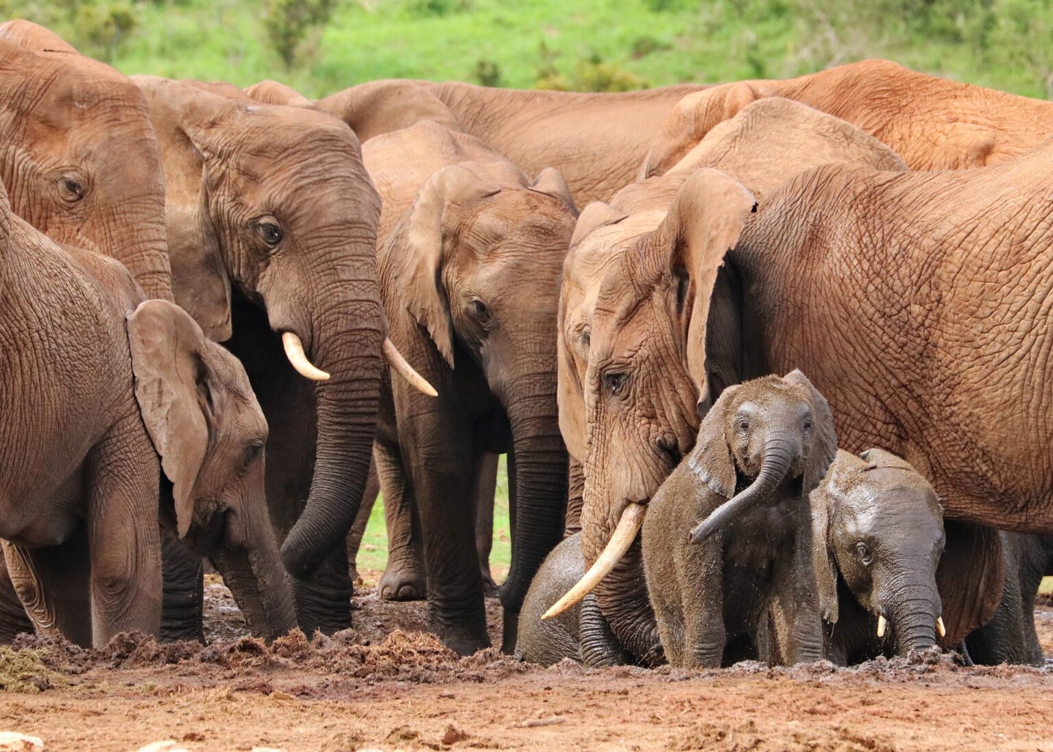 elephant-4736008_1920