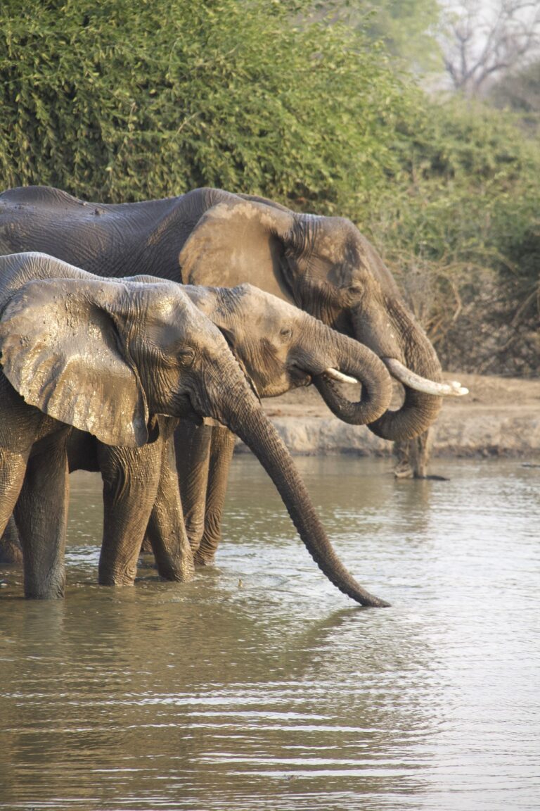 elephants-7651446_1920