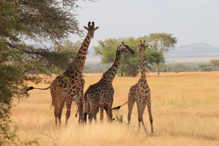 giraffes-3456351_1920