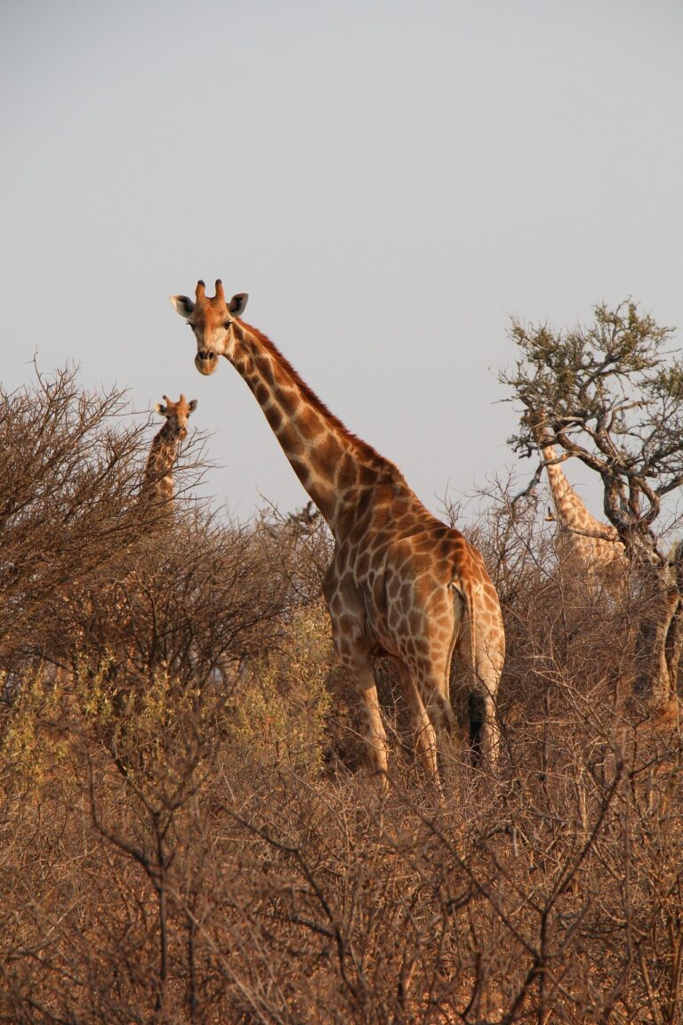 giraffes-8047856_1920