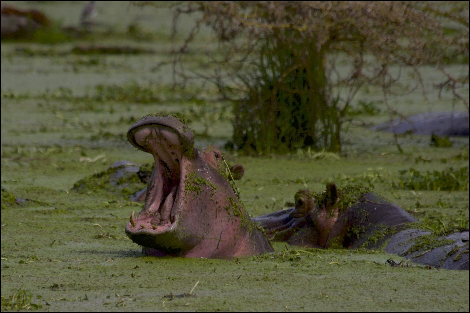 hippo-4894282_1920(1)