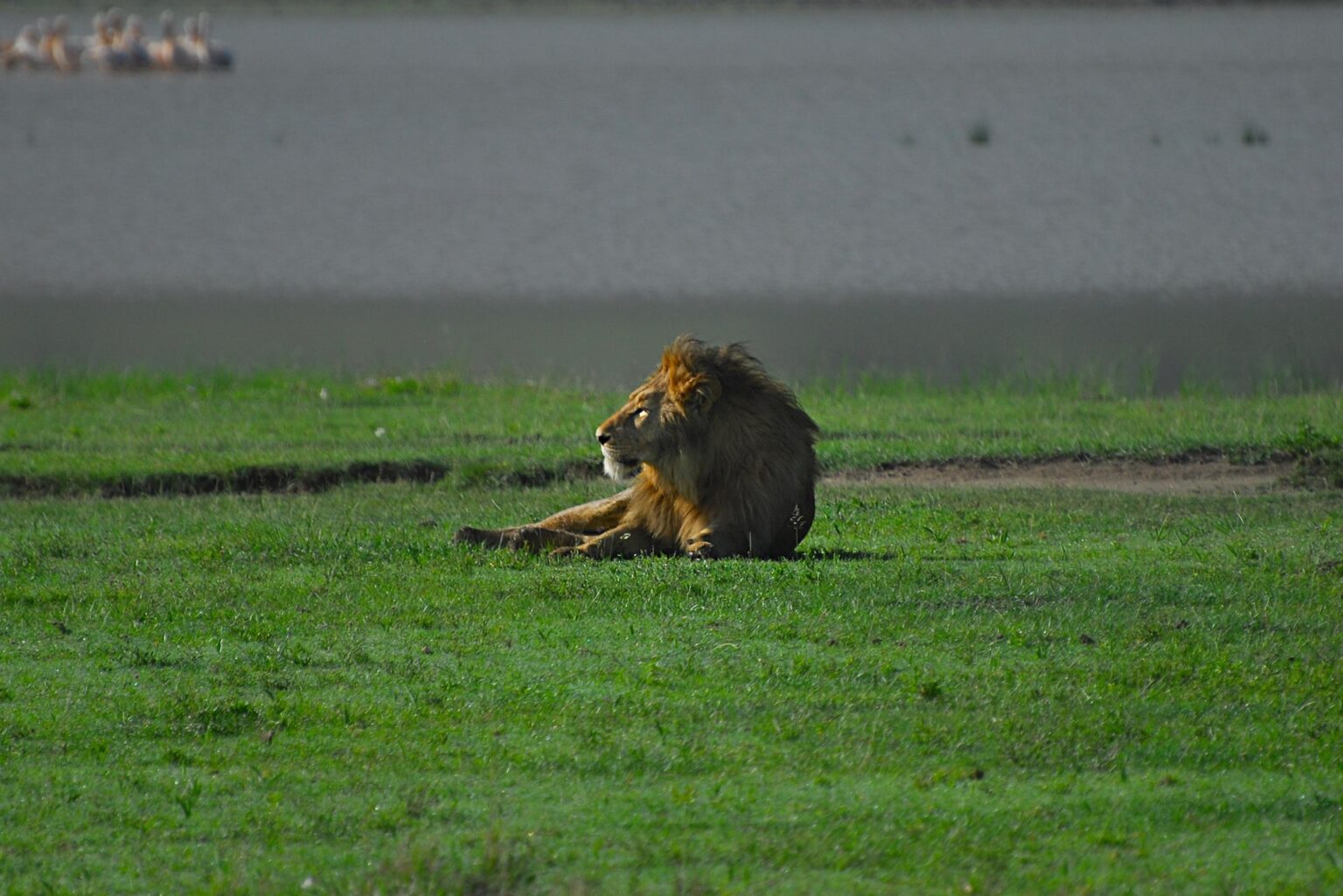 lion-6691678_1920
