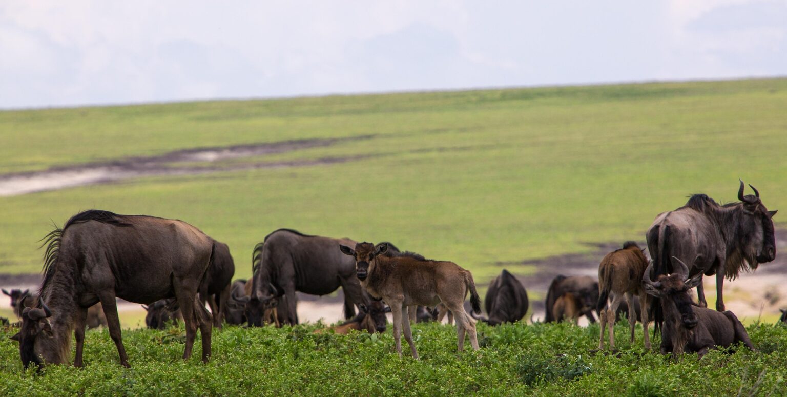 ngorongoro-conservation-area-2735636_1920(1)