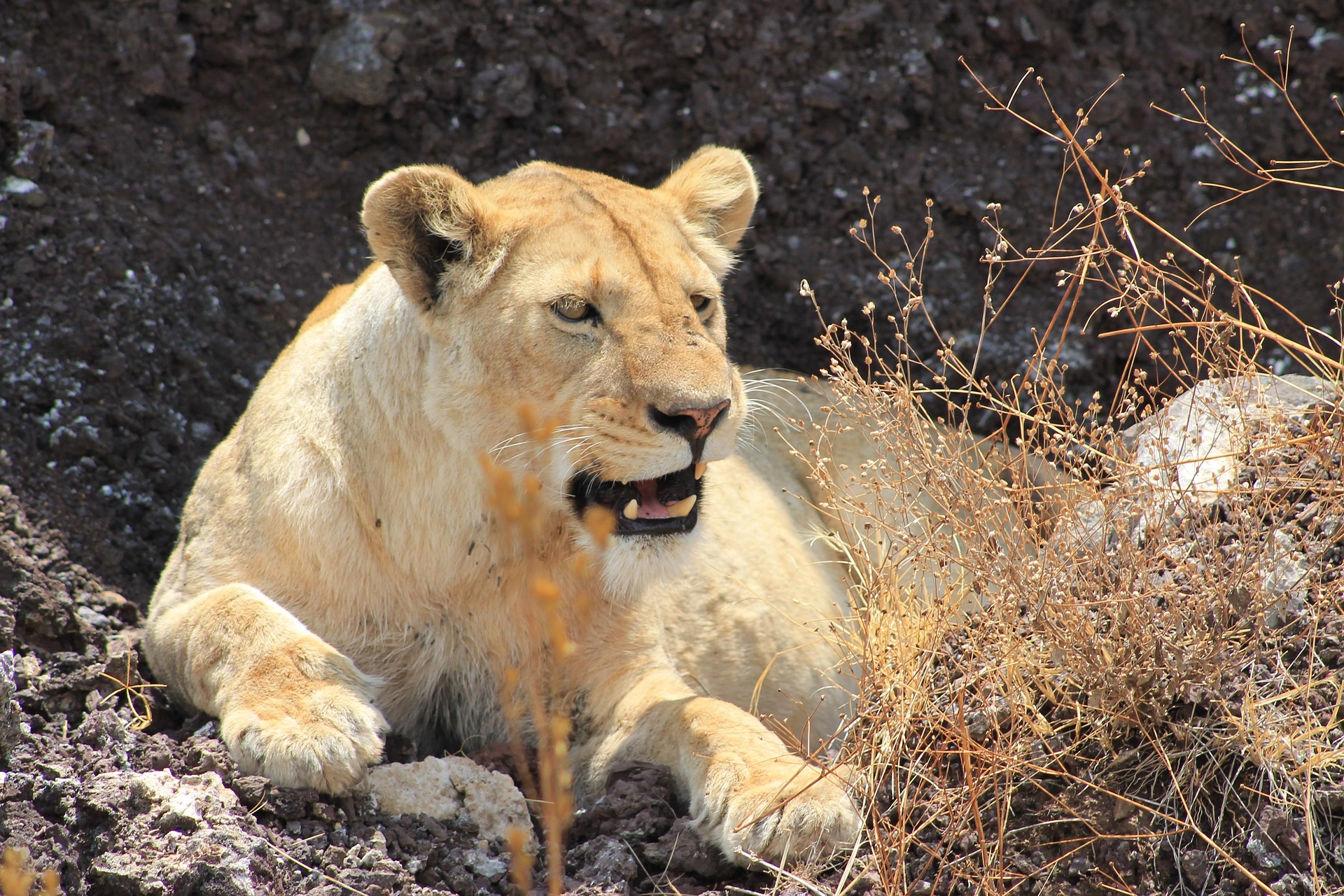 lion-5325069_1920