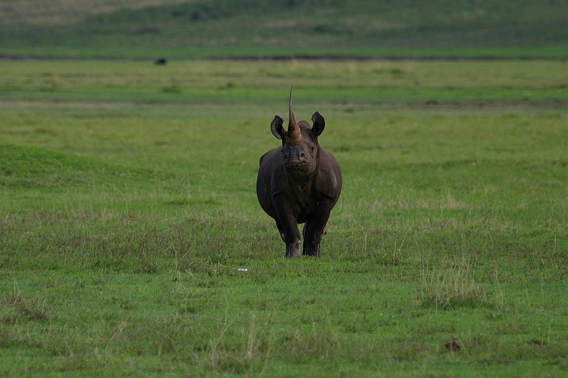 rhino-7375288_1920(1)